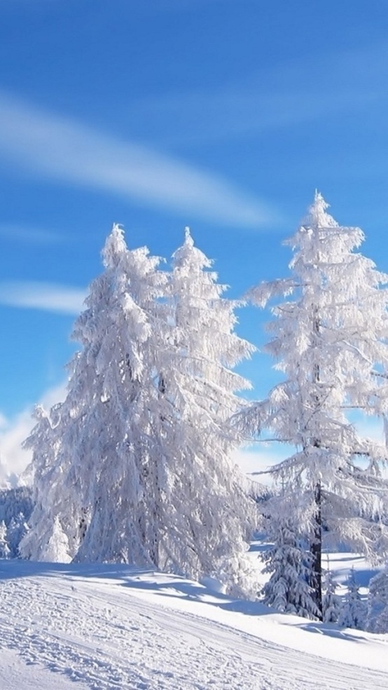 Photo:  Winter white trees